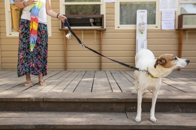 Un cane bianco con macchie marroni al guinzaglio su una terrazza in legno vicino a una persona.