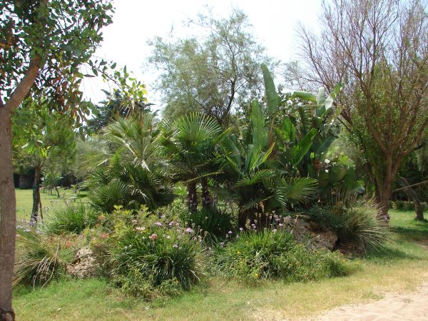 Giardino con palme e piante verdi.