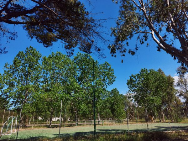 Campo sportivo circondato da alberi verdi e recinzione.