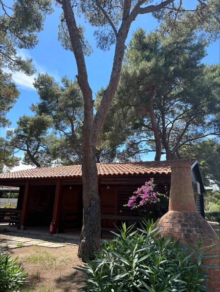 Un'area esterna con tettoia e alberi, accanto a una struttura di mattoni.