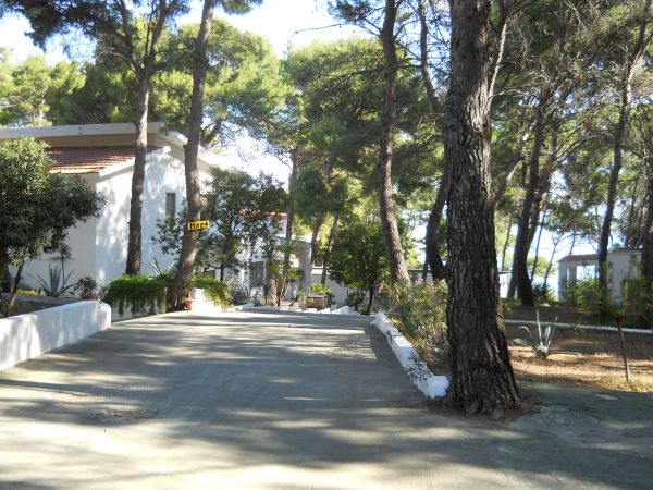 Vialetto asfaltato tra case bianche e alberi alti.