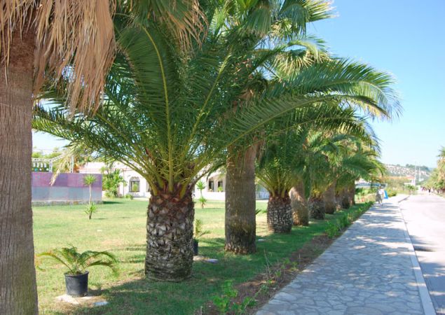 Filare di palme lungo un marciapiede in un'area verde.