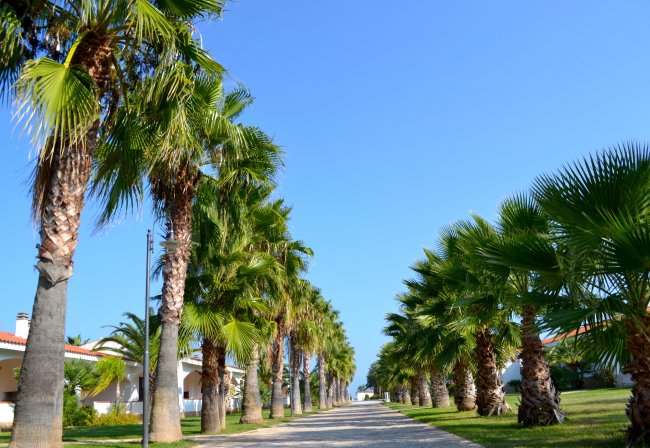 Una strada fiancheggiata da alte palme sotto un cielo azzurro.