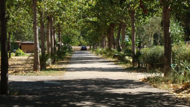 Viale alberato con auto in lontananza.
