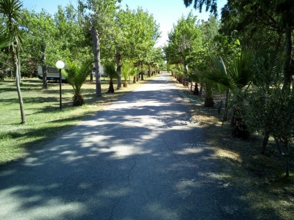 Un viale alberato con palme e lampioni, ombreggiato da alberi verdi.