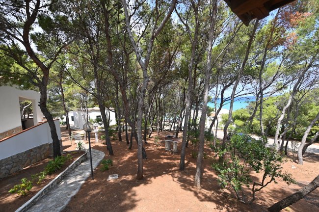 Bosco di pini con vista parziale sul mare, sentieri e strutture bianche.