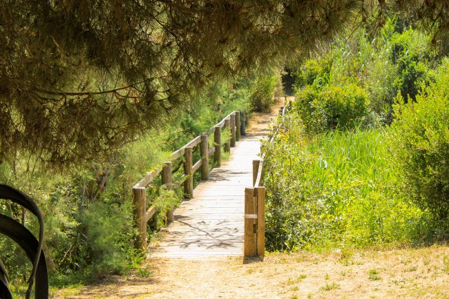Un ponte di legno attraverso un sentiero verde tra gli alberi.