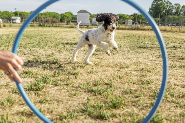Un cane bianco e nero salta attraverso un cerchio blu in un campo aperto.