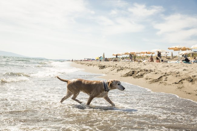 Cane cammina nell'acqua vicino alla spiaggia con ombrelloni sullo sfondo.