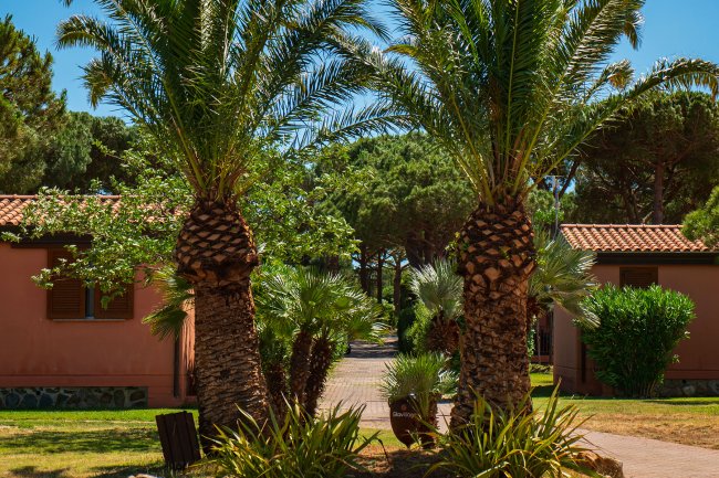 Due palme in un giardino con case in muratura rosa e tetti in cotto.