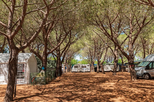Un'area campeggio con caravan e tende tra alberi ad alto fusto.