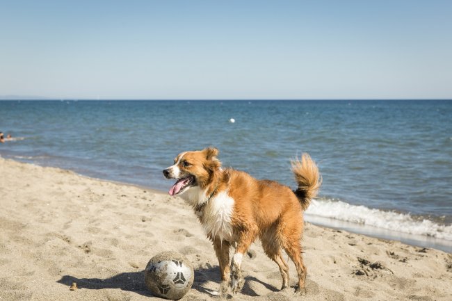 Cane marrone con una palla sulla spiaggia, vicino al mare.