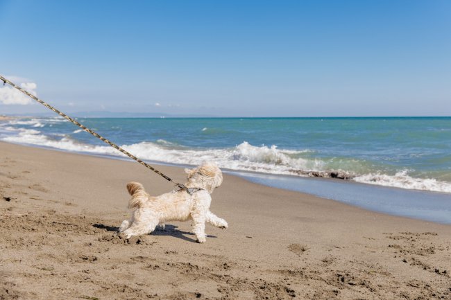 Un piccolo cane al guinzaglio corre su una spiaggia di fronte al mare.