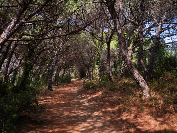 Un sentiero ombreggiato attraversa una pineta.
