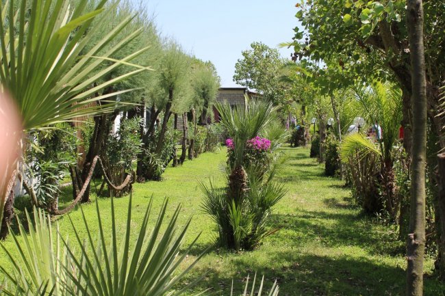 Giardino con palme e fiori viola su prato verde.