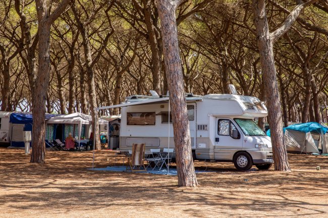 Un camper parcheggiato in un bosco di pini.
