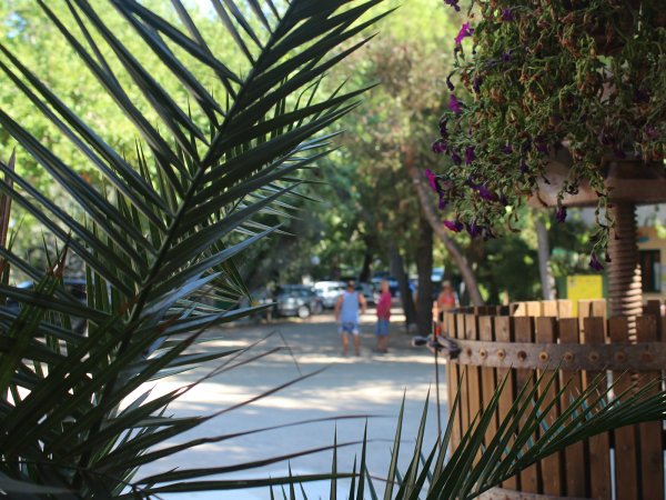 Foglie di palma in primo piano, sfondo con persone e alberi in un parco soleggiato.