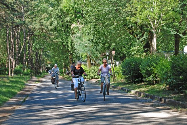 Persone pedalano su biciclette lungo un viale alberato.