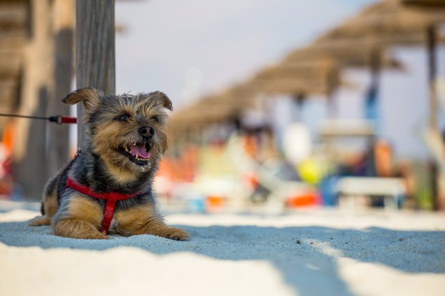 Cane marrone seduto sulla sabbia, indossa un'imbracatura rossa, sfondo sfocato di ombrelloni.