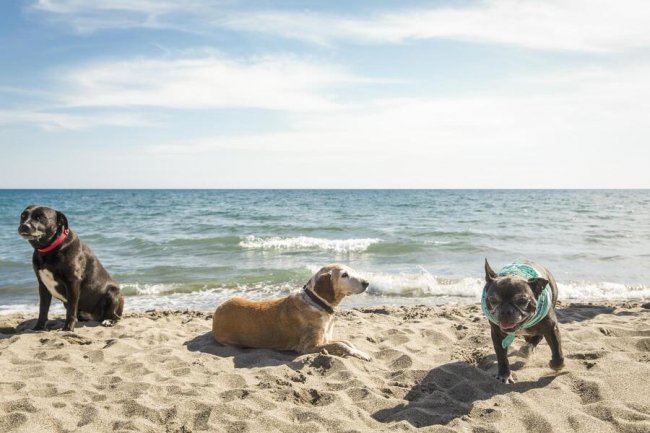 Tre cani sulla spiaggia di fronte al mare, sotto un cielo limpido.