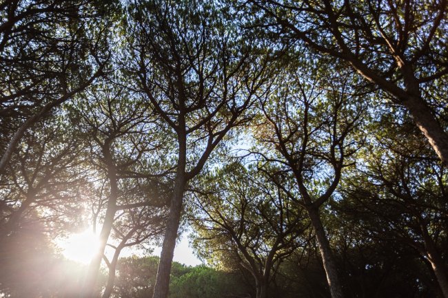 Sole che filtra tra gli alberi in una foresta rigogliosa.