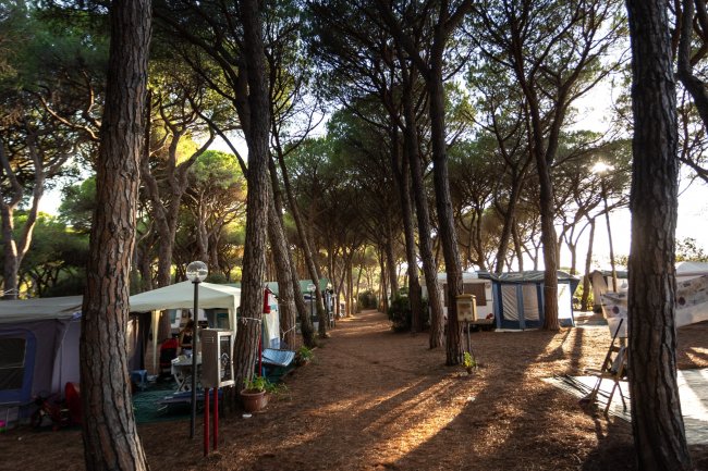 Viale alberato con tende da campeggio ai lati, illuminato dal sole.