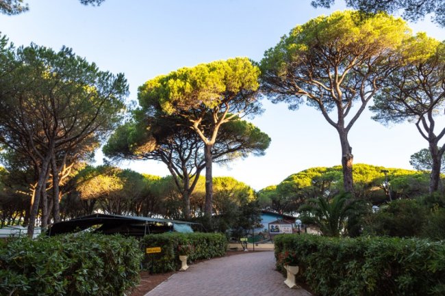 Viale alberato con pini alti e cielo sereno.