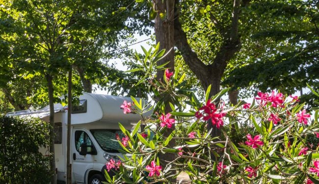 Camper parcheggiato tra alberi verdi e fiori rosa.