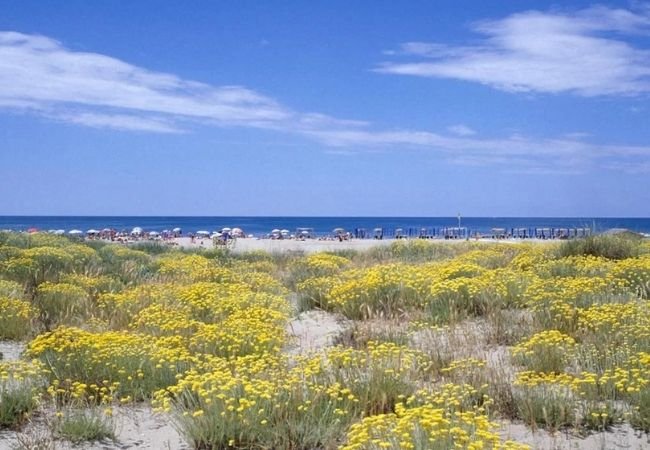 Una spiaggia con dune di sabbia e fiori gialli, ombrelloni e mare sullo sfondo.