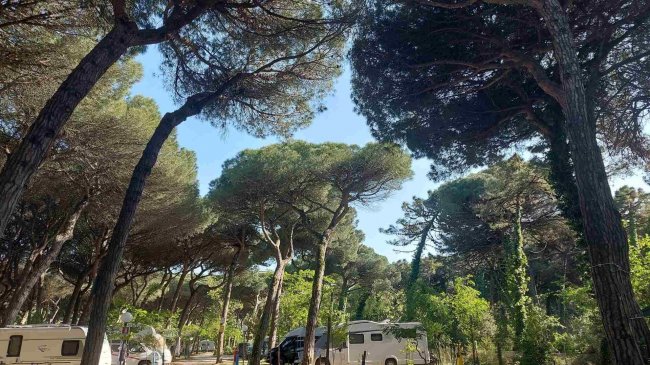 Camper parcheggiati tra gli alberi.