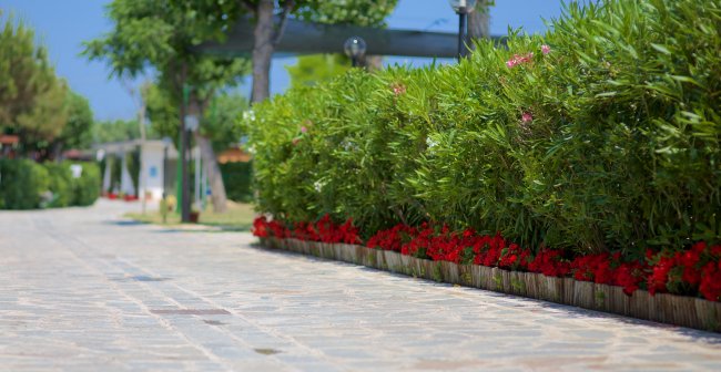 Un vialetto pavimentato costeggiato da arbusti verdi e fiori rossi.