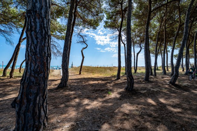 Una pineta con alberi alti e cielo azzurro. In lontananza si vede la spiaggia.
