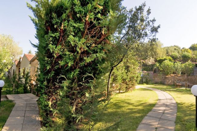Sentiero curvo tra alberi alti e prato verde, con cespugli e lampioni.