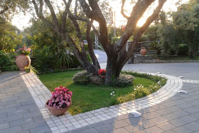 Albero circondato da fiori in vaso lungo un vialetto pavimentato.