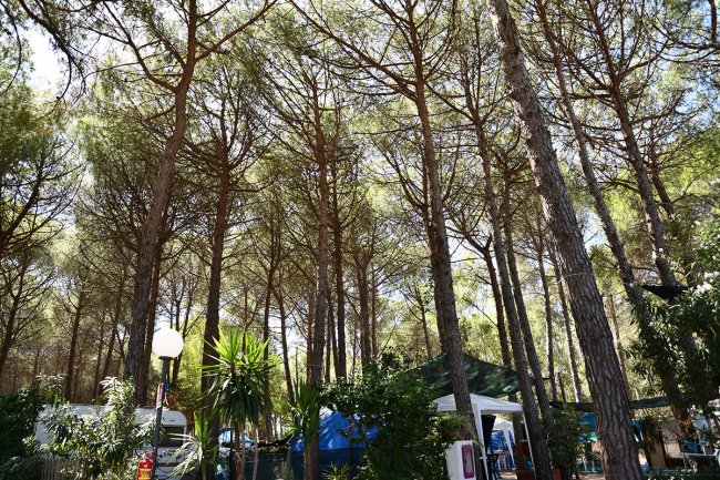 Una pineta densa con tende e un camper, immerse nella luce naturale.