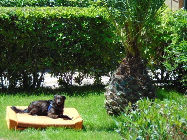 Un cane nero sdraiato su un cuscino arancione su un prato, vicino a una palma.