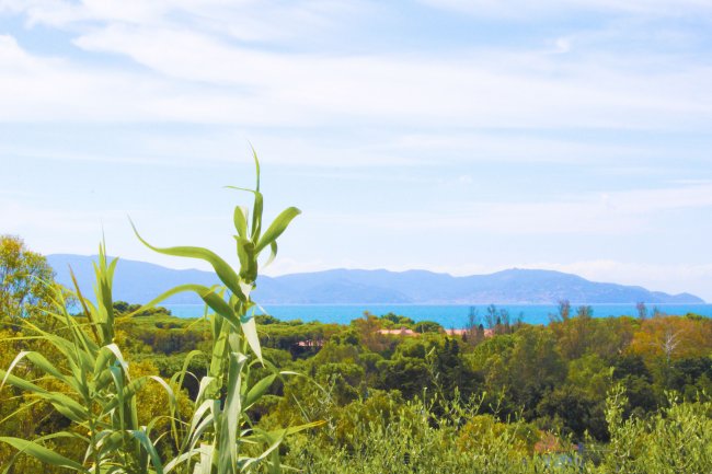 Pianta alta in primo piano con mare e colline sullo sfondo.