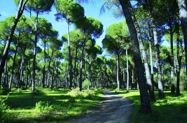 Una pineta con un sentiero sterrato e alberi alti sotto un cielo blu.