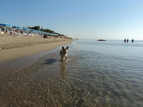 Cane corre lungo la riva del mare.