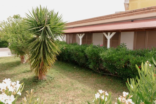 Giardino con pianta esotica di fronte a un edificio con veranda in legno.