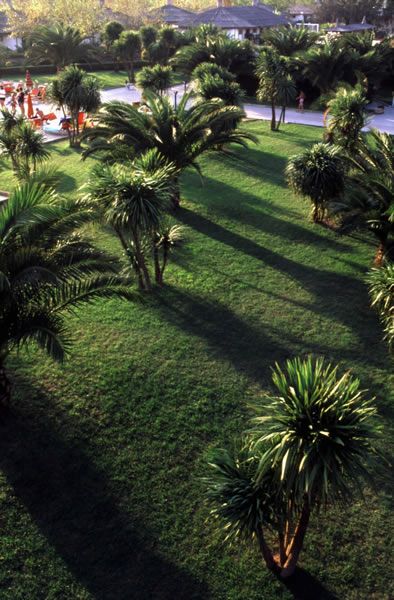 Prato con palme e alberi, ombre e luce del sole al tramonto.