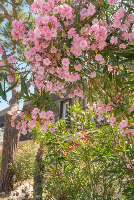 Grappoli di fiori rosa pendono da rami di un albero vicino a un edificio.