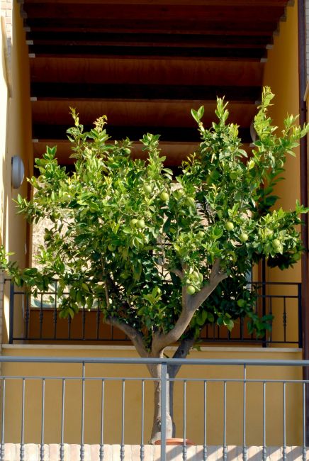 Un albero di limoni in un piccolo cortile con colonne e tetto in legno.