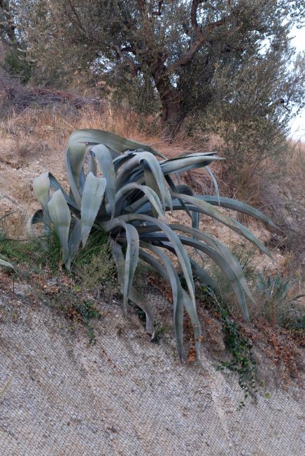 Pianta di agave su un pendio di terra, in un paesaggio con arbusti e alberi.