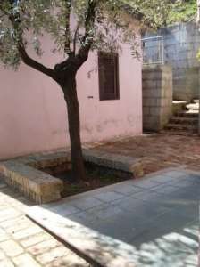 Un piccolo cortile con un albero e muro rosa.
