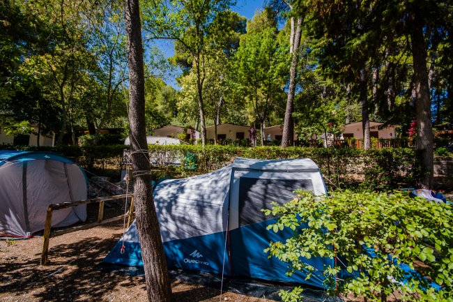 Tenda da campeggio blu tra alberi e arbusti su terreno boschivo.