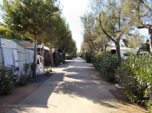 Un viale alberato con camper e roulotte su entrambi i lati.