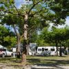Area campeggio con camper e alberi rigogliosi.