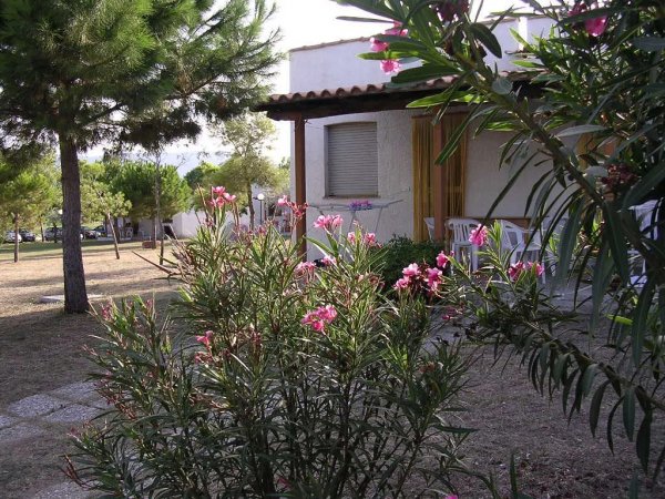 Fiori rosa in un giardino con alberi e una casa sullo sfondo.